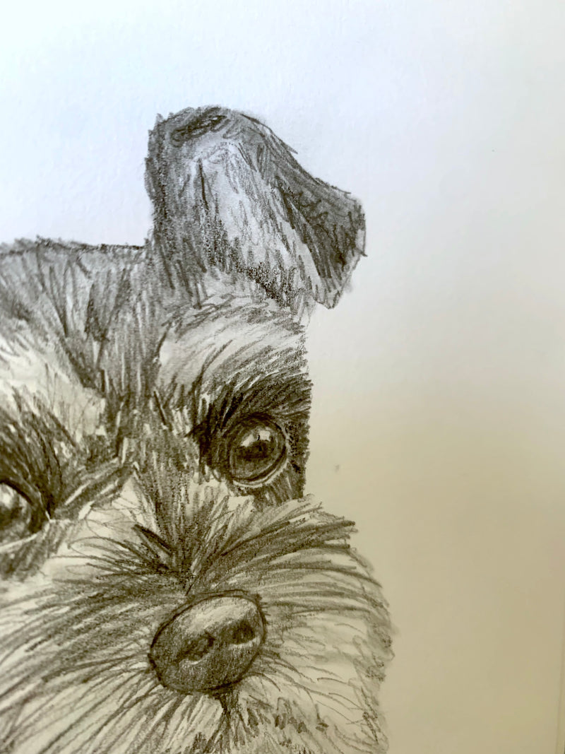 Pet Portrait Sketch | Dog Portrait Pencil Drawing Artist